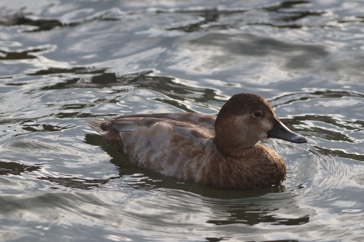 Common Pochard - ML645444756