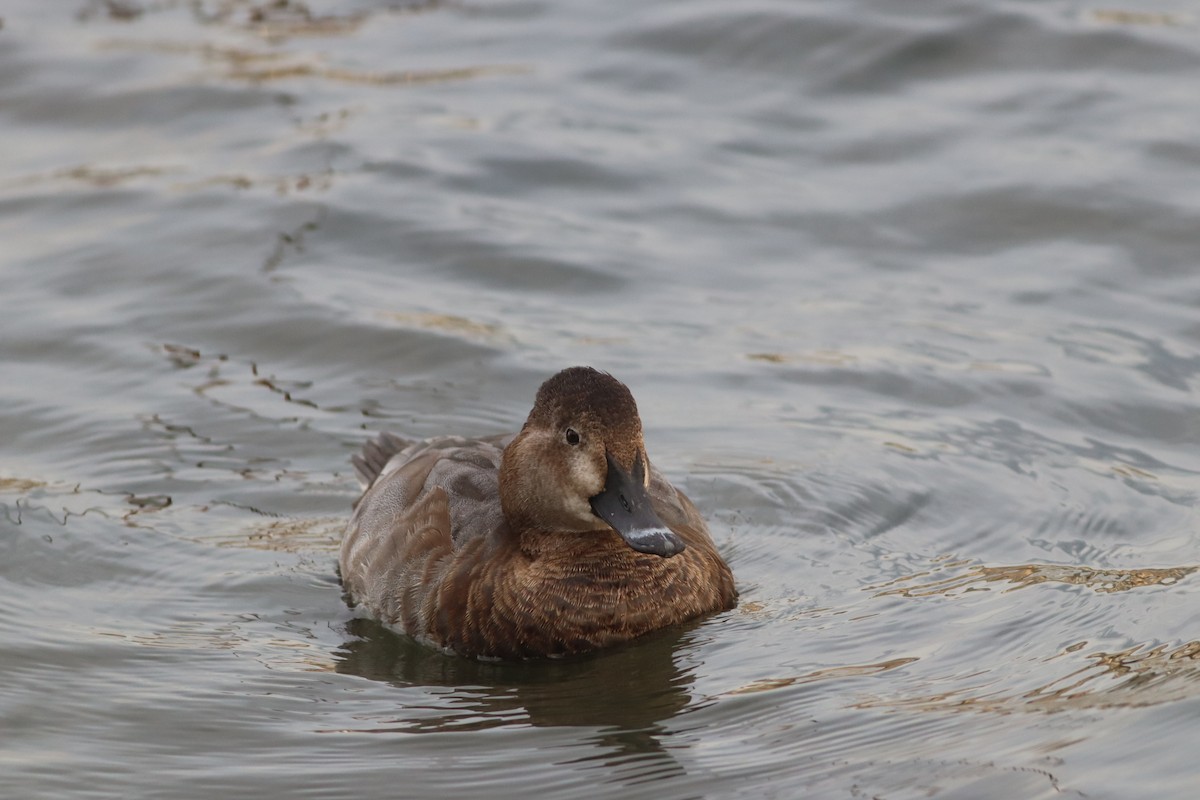 Common Pochard - ML645444758