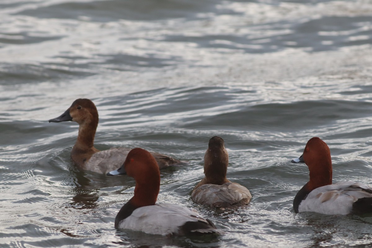Common Pochard - ML645444759