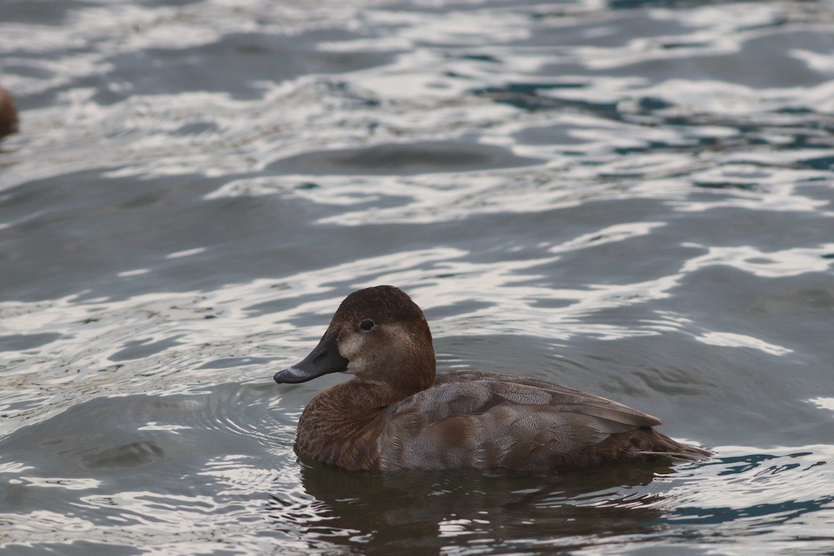 Common Pochard - ML645444760