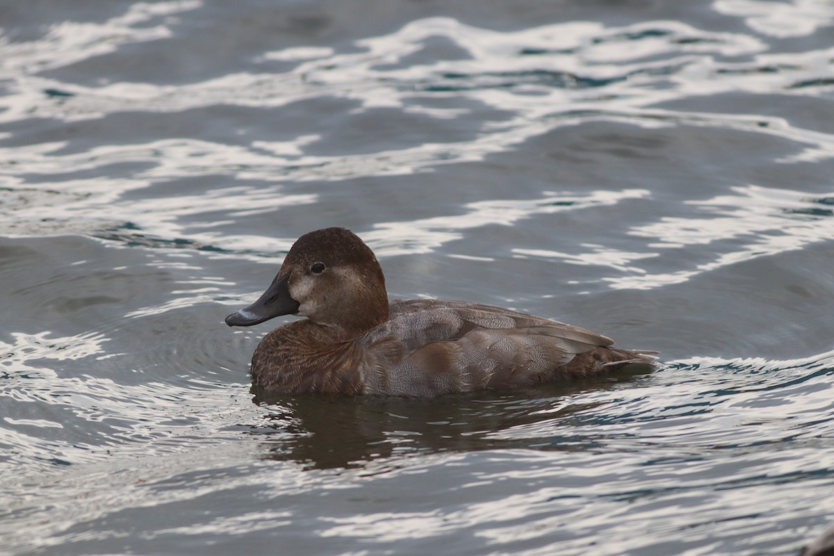 Common Pochard - ML645444761