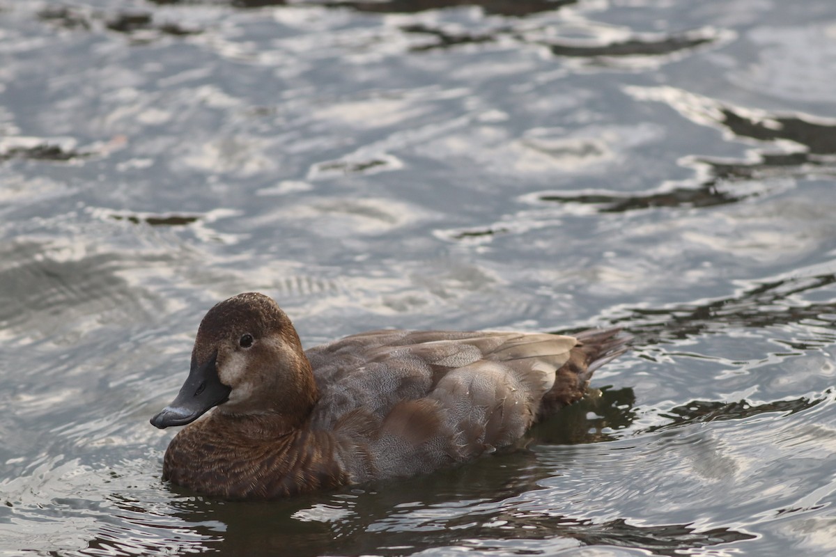 Common Pochard - ML645444762