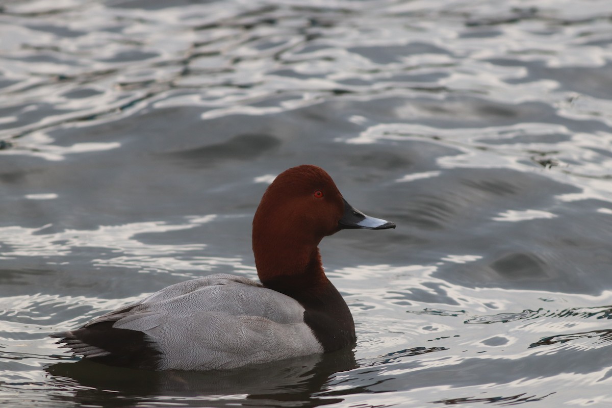 Common Pochard - ML645444765