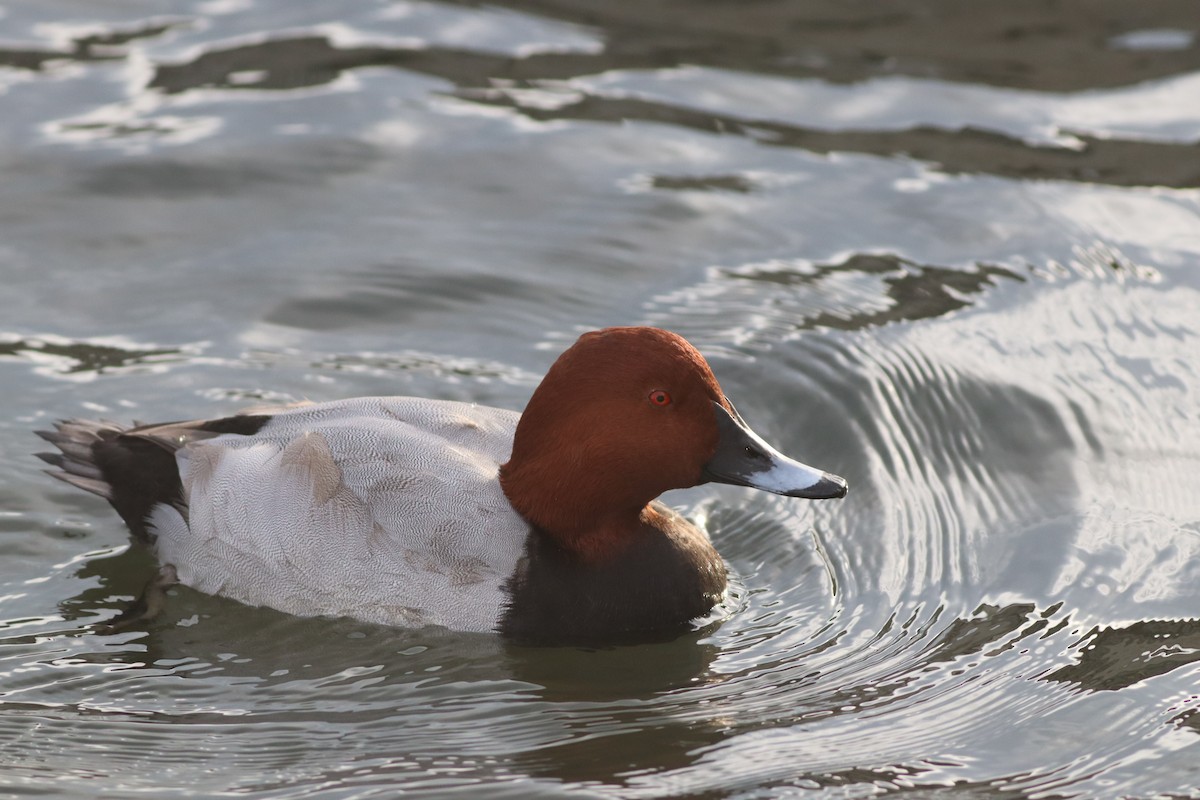 Common Pochard - ML645444766