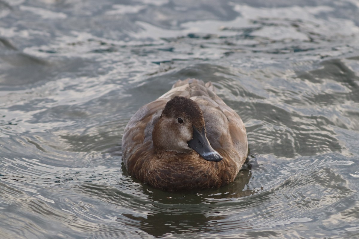 Common Pochard - ML645444767