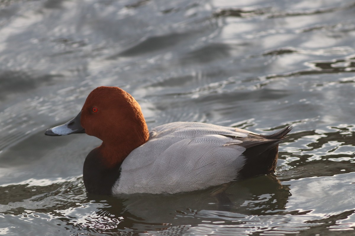 Common Pochard - ML645444768
