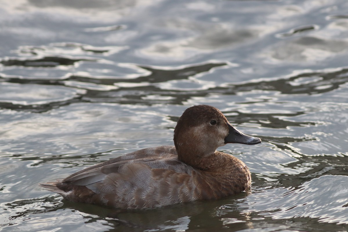 Common Pochard - ML645444769