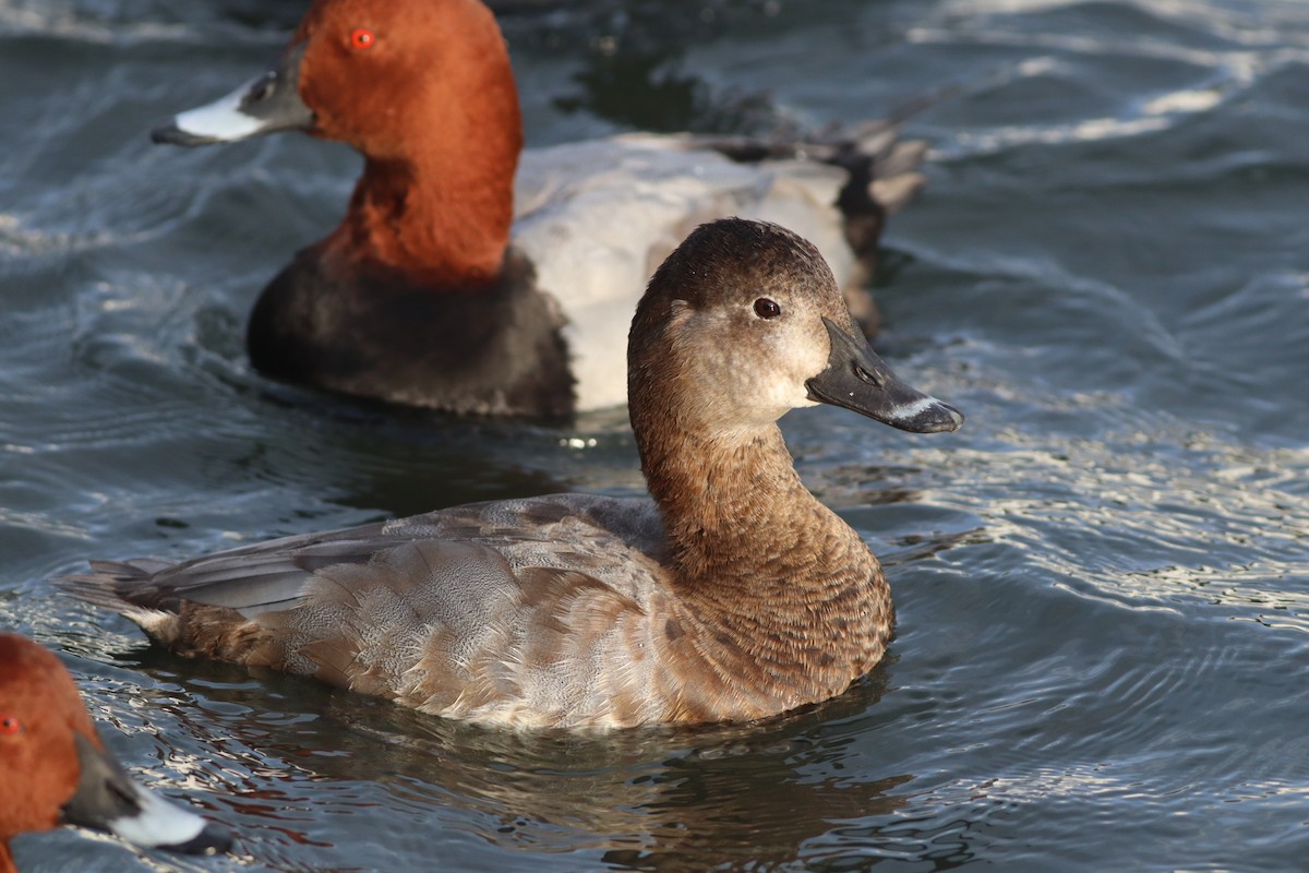 Common Pochard - ML645444773