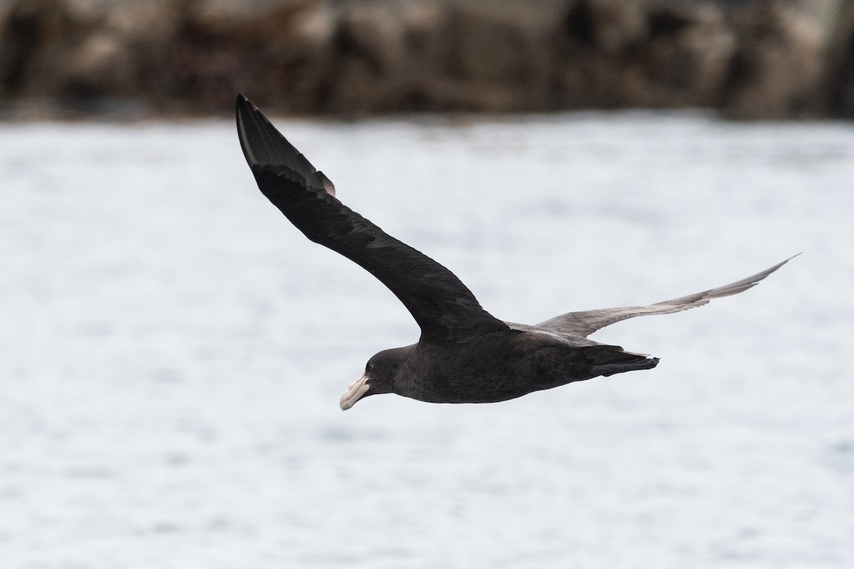 Southern Giant-Petrel - ML645444774