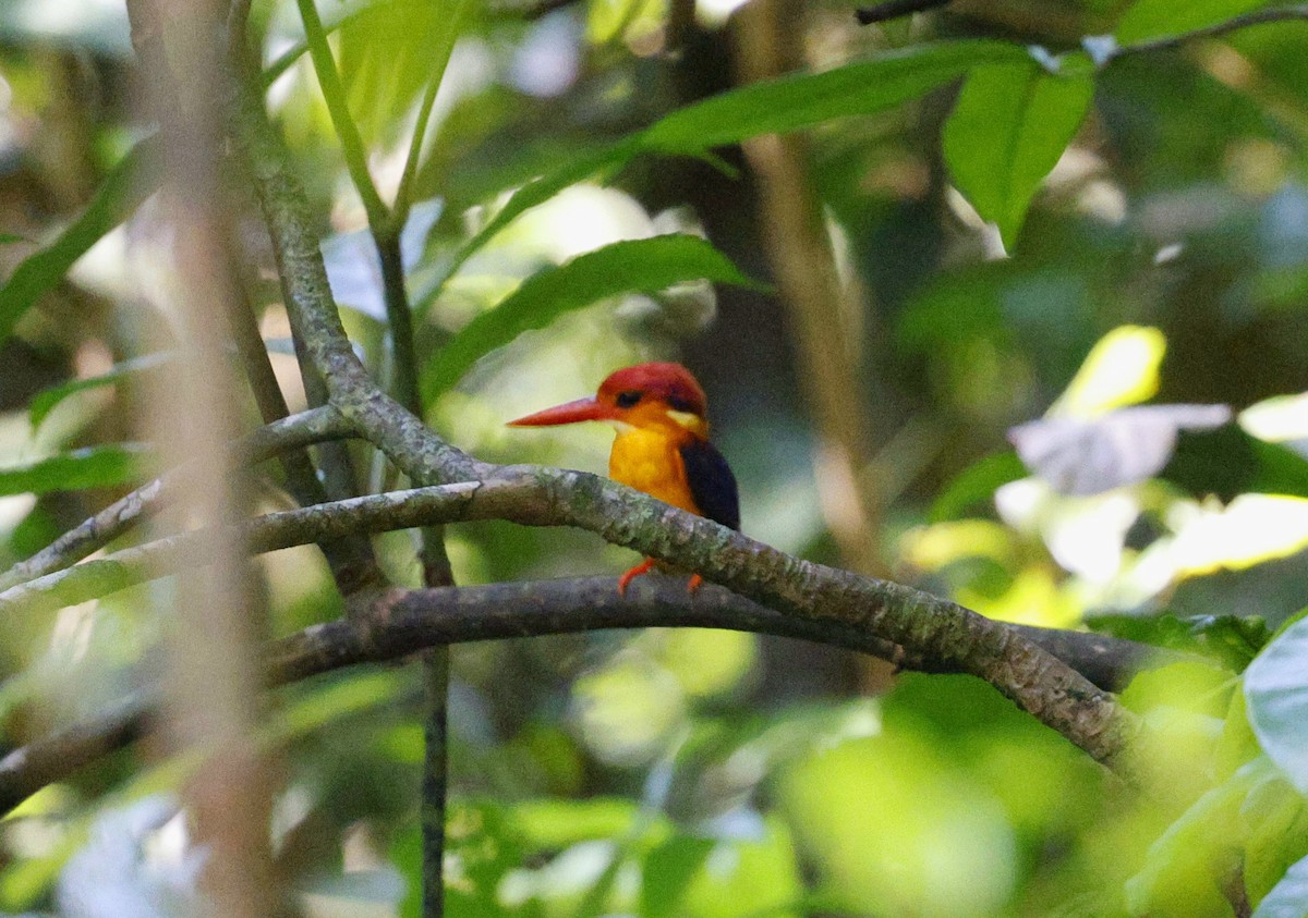 Black-backed Dwarf-Kingfisher - ML645444775