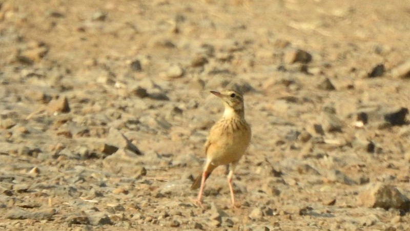 Richard's Pipit - ML645444796