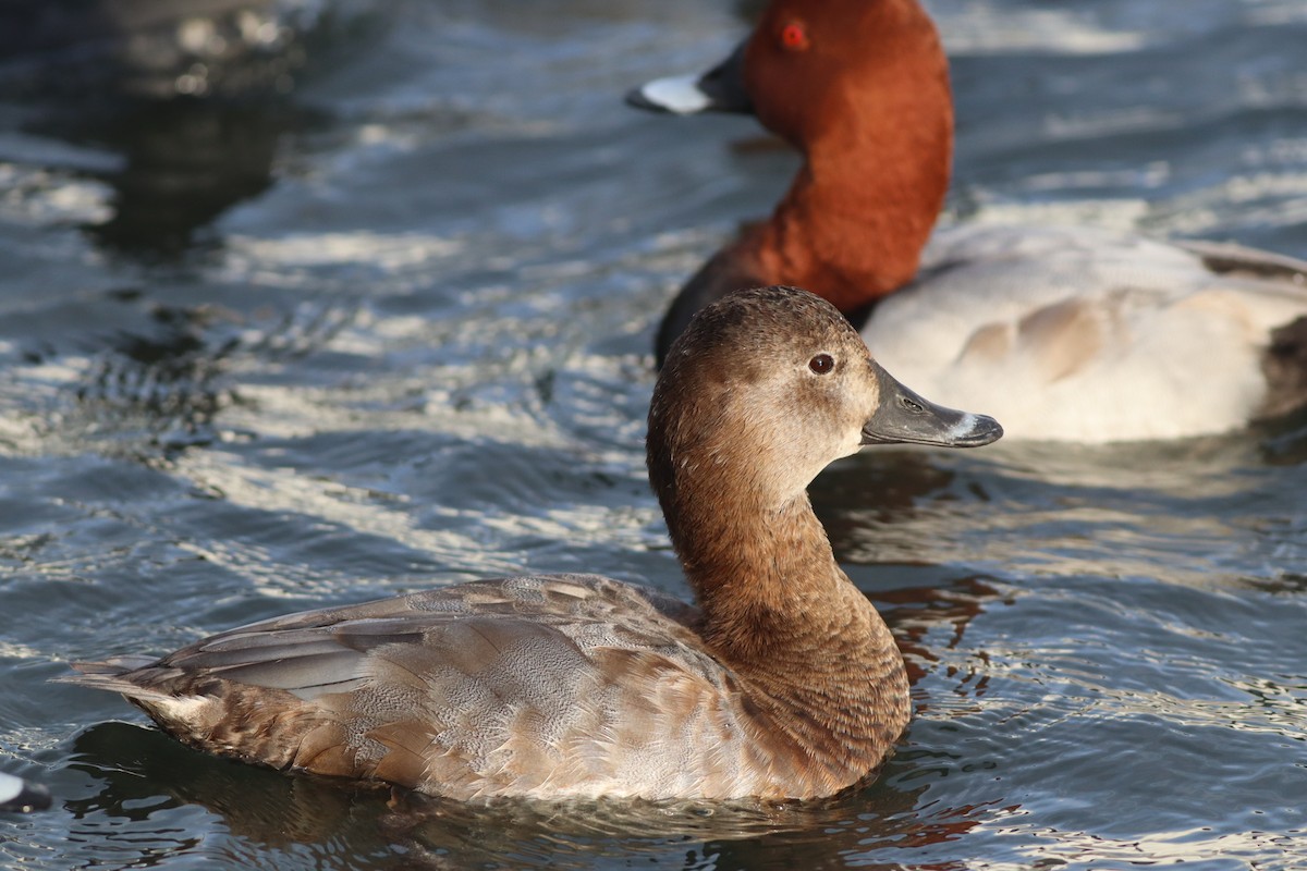 Common Pochard - ML645444800