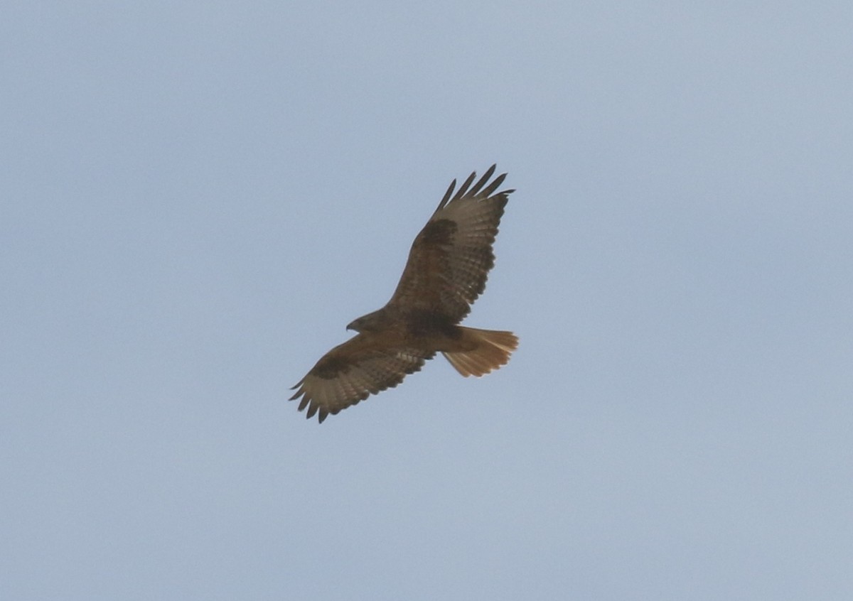 ørnvåk - ML645444802