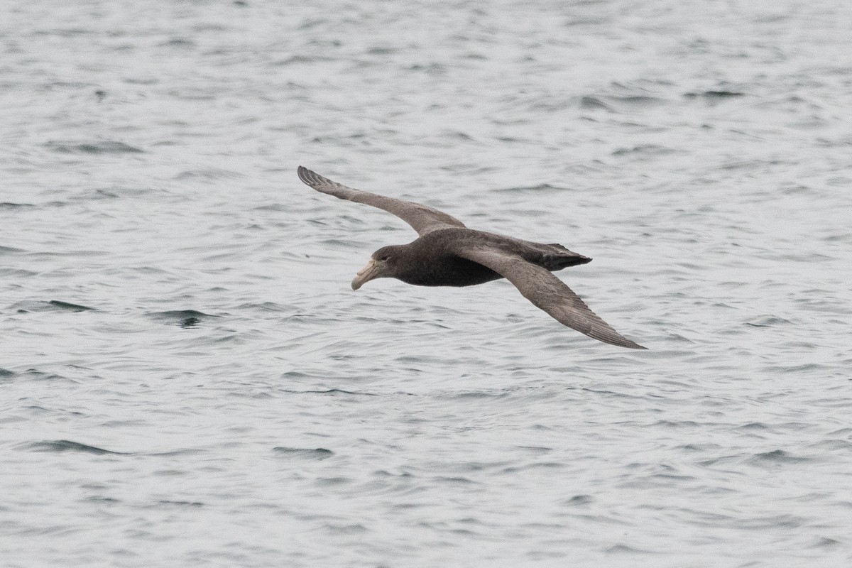 Southern Giant-Petrel - ML645444808