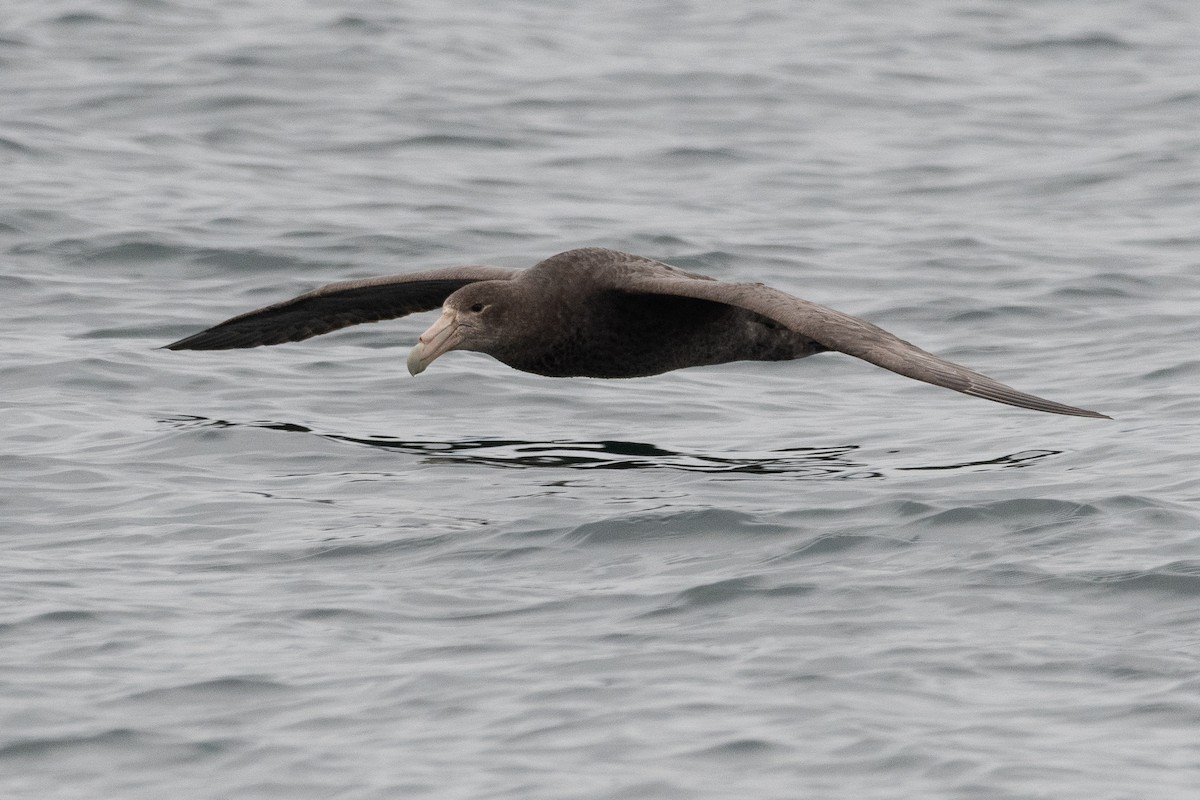Southern Giant-Petrel - ML645444813