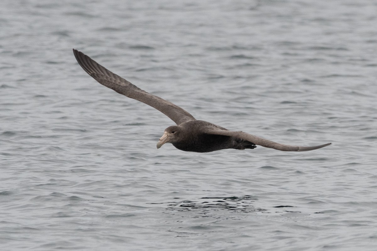 Southern Giant-Petrel - ML645444814