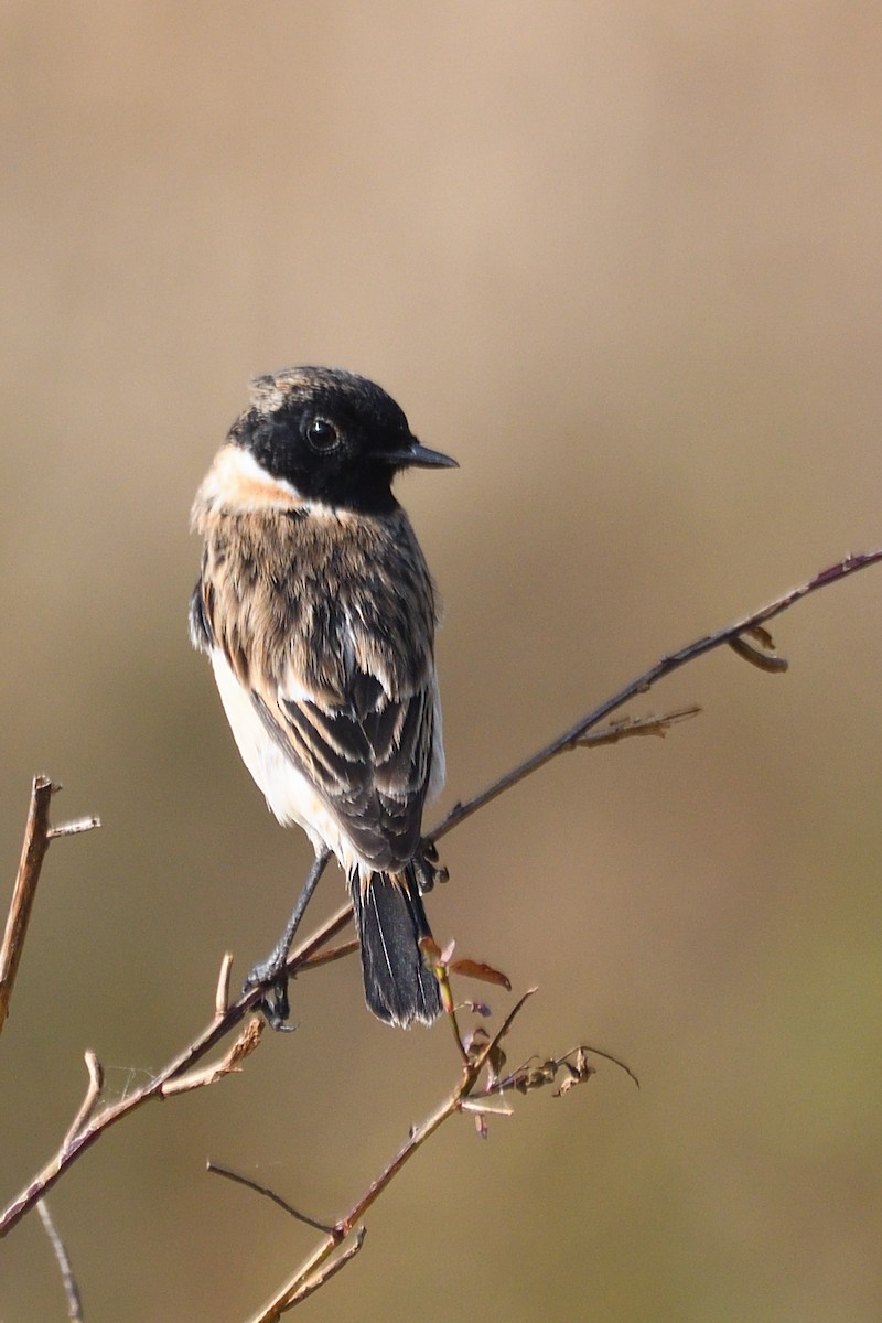 Siberian Stonechat - ML645444816