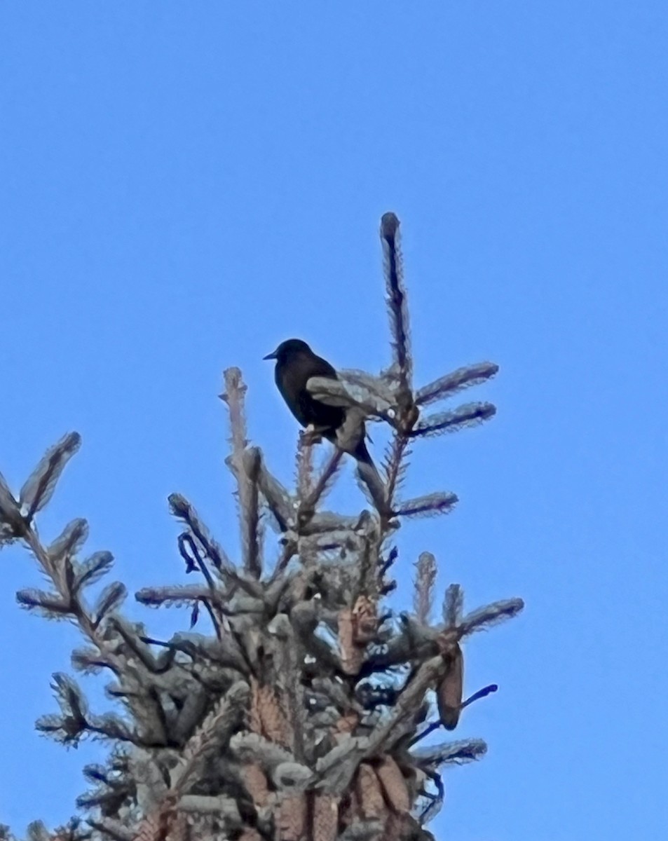 Common Grackle - ML645444819