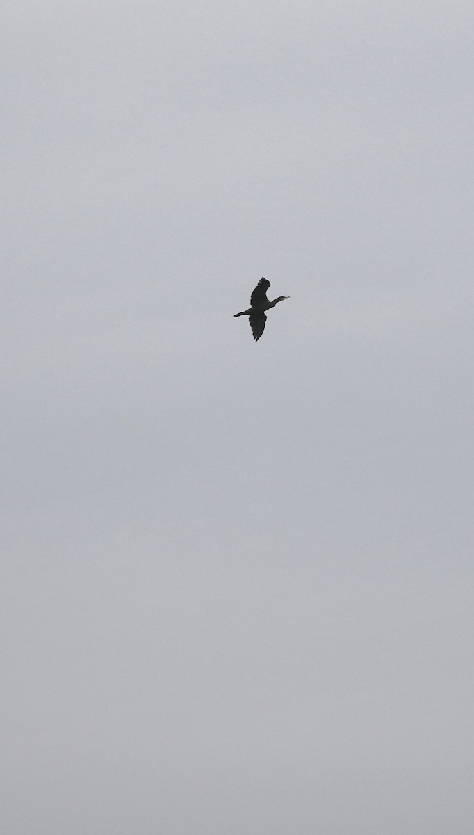 Kormoran - ML645444830