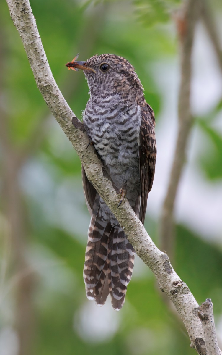 Sunda Brush Cuckoo - ML645444836