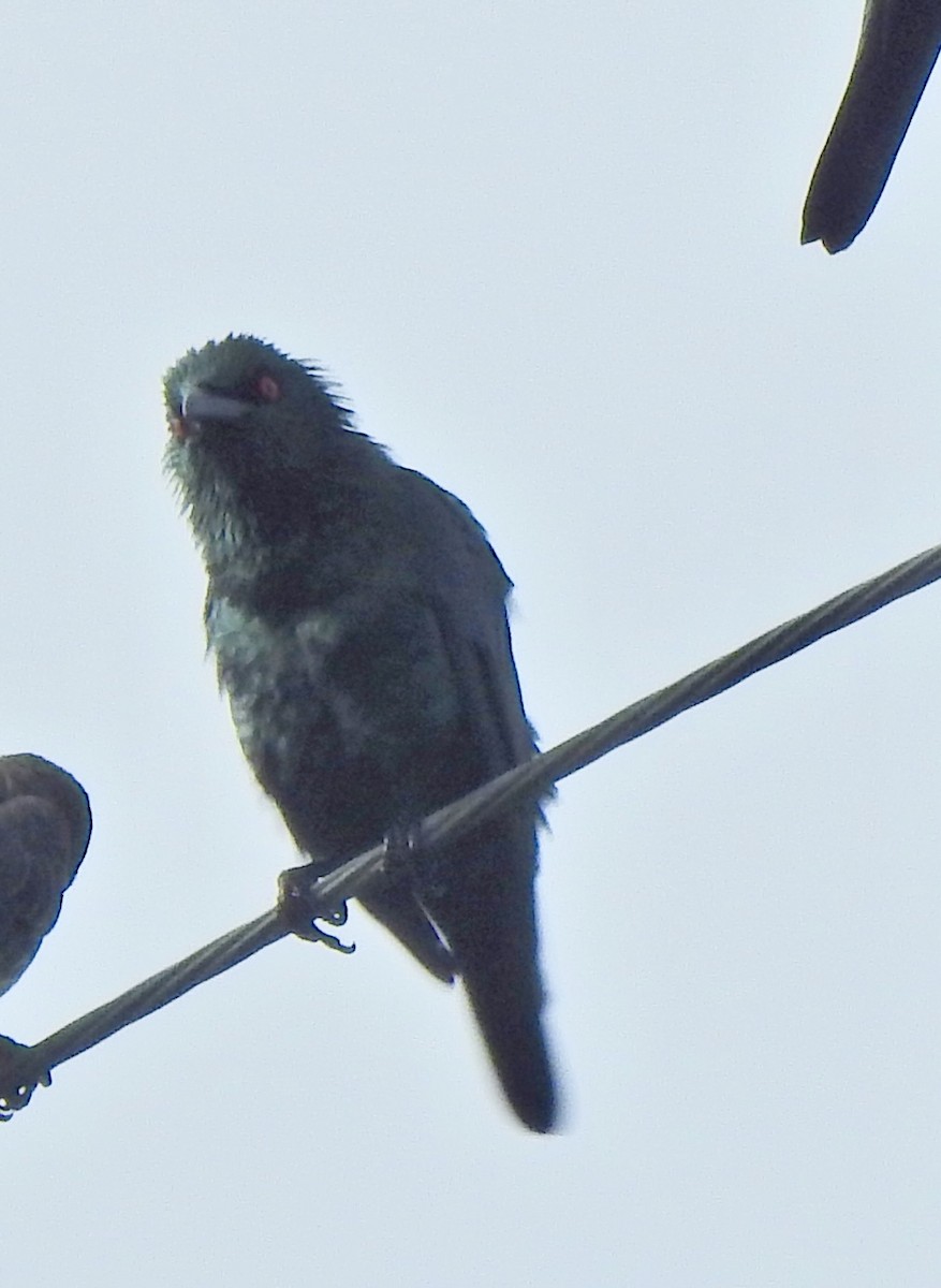 Asian Glossy Starling - ML645444838