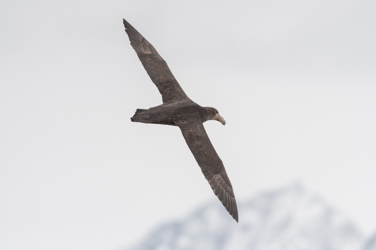 Southern Giant-Petrel - ML645444848