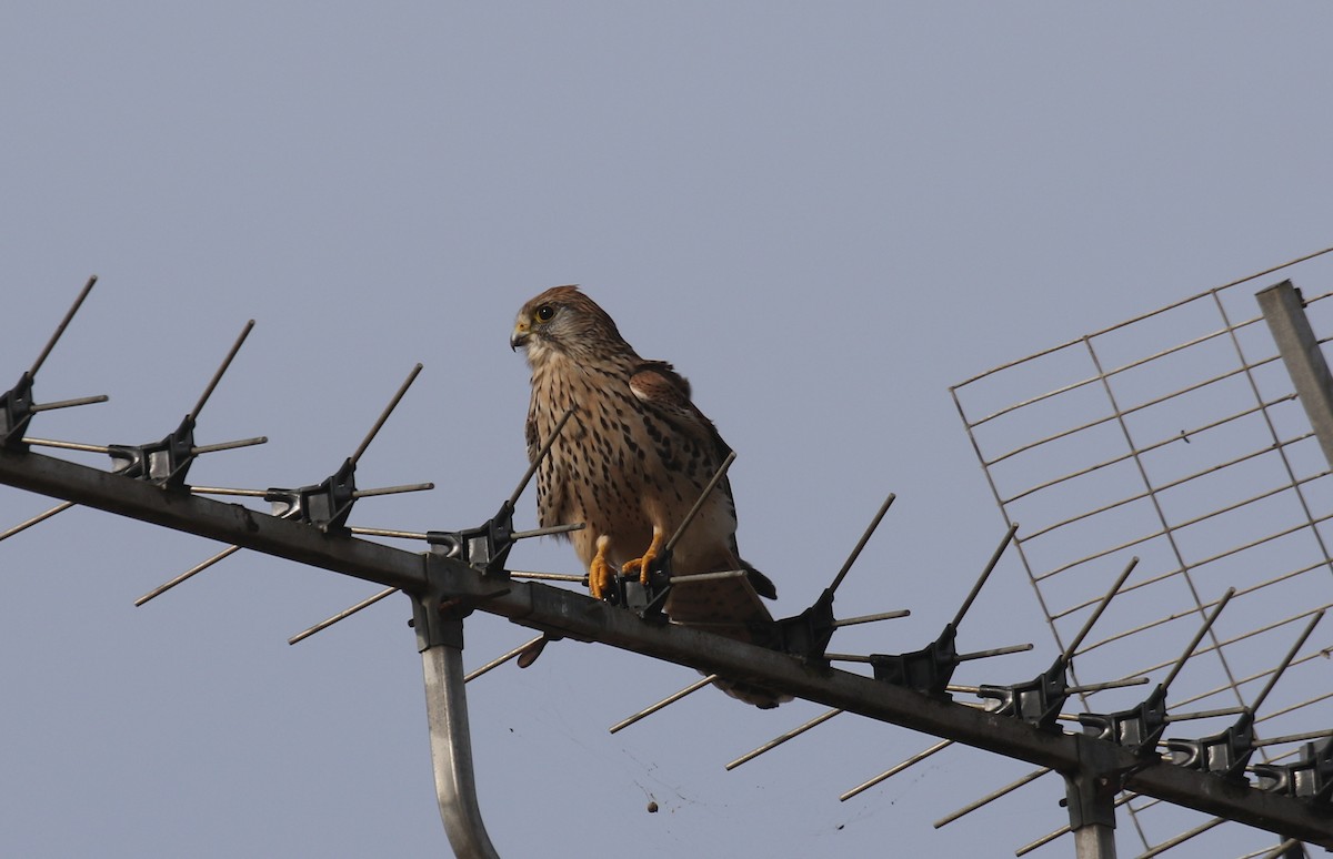 poštolka obecná - ML645444852