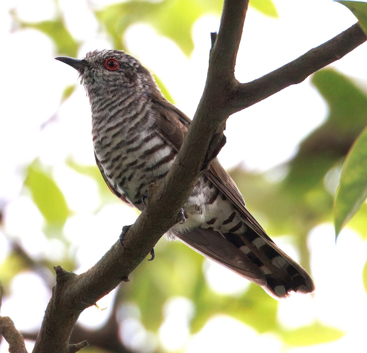 Little Bronze-Cuckoo - ML645444856