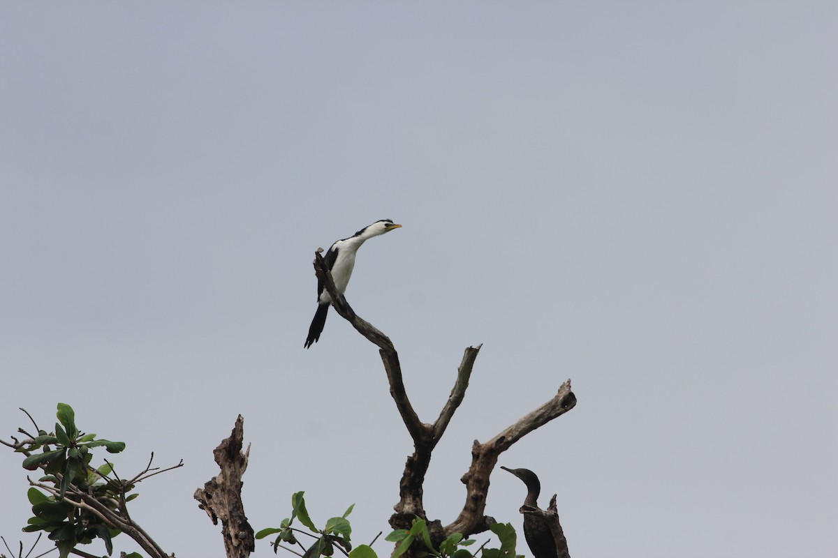 kormorán černobílý - ML645444870