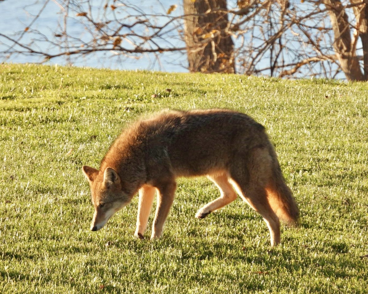 Animales - ML645444873