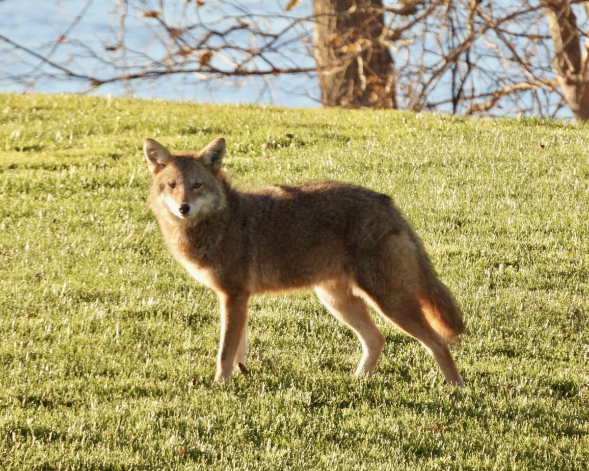 Animales - ML645444874