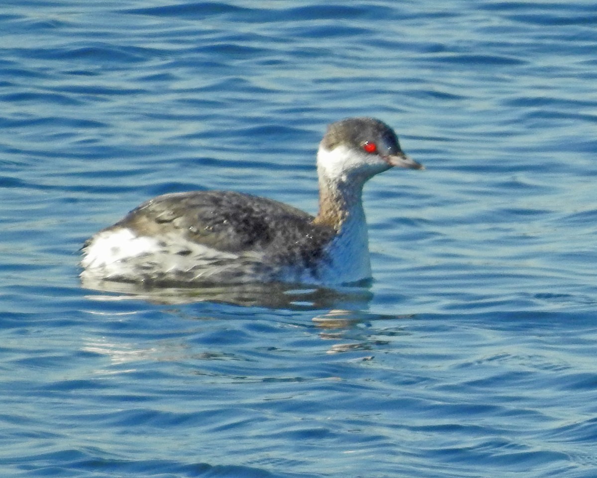 Horned Grebe - ML645444875