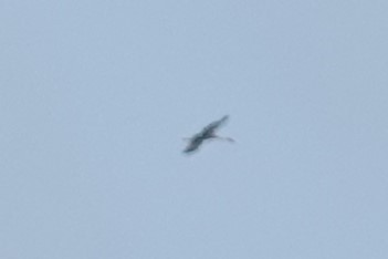 jeřáb kanadský - ML645444876