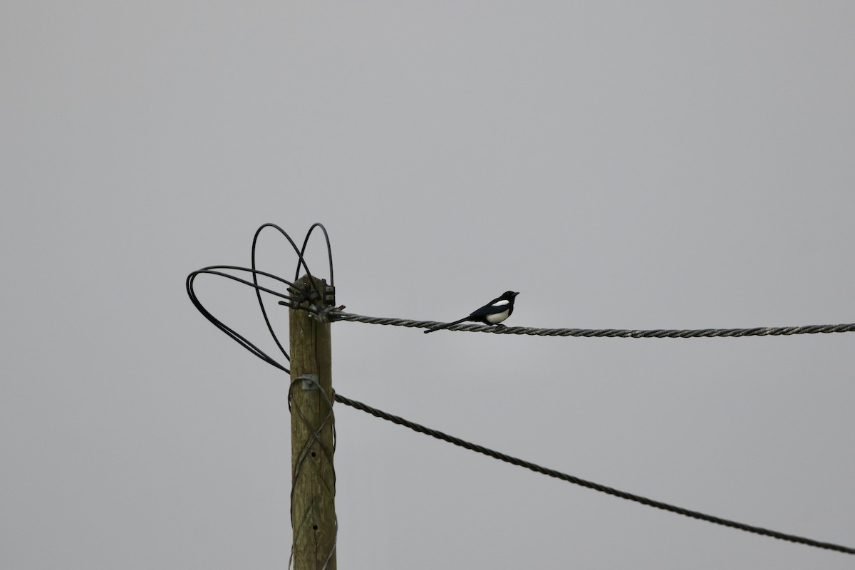 Orientelster - ML645444878