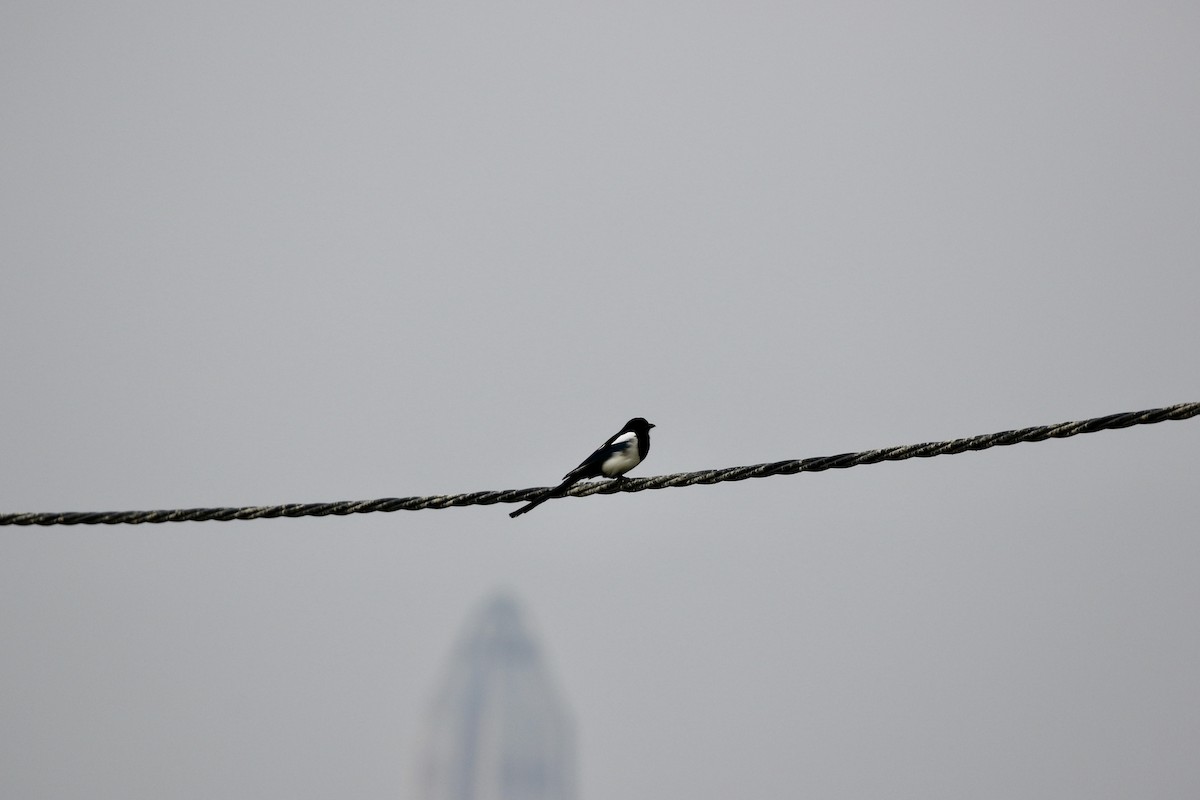 Orientelster - ML645444879