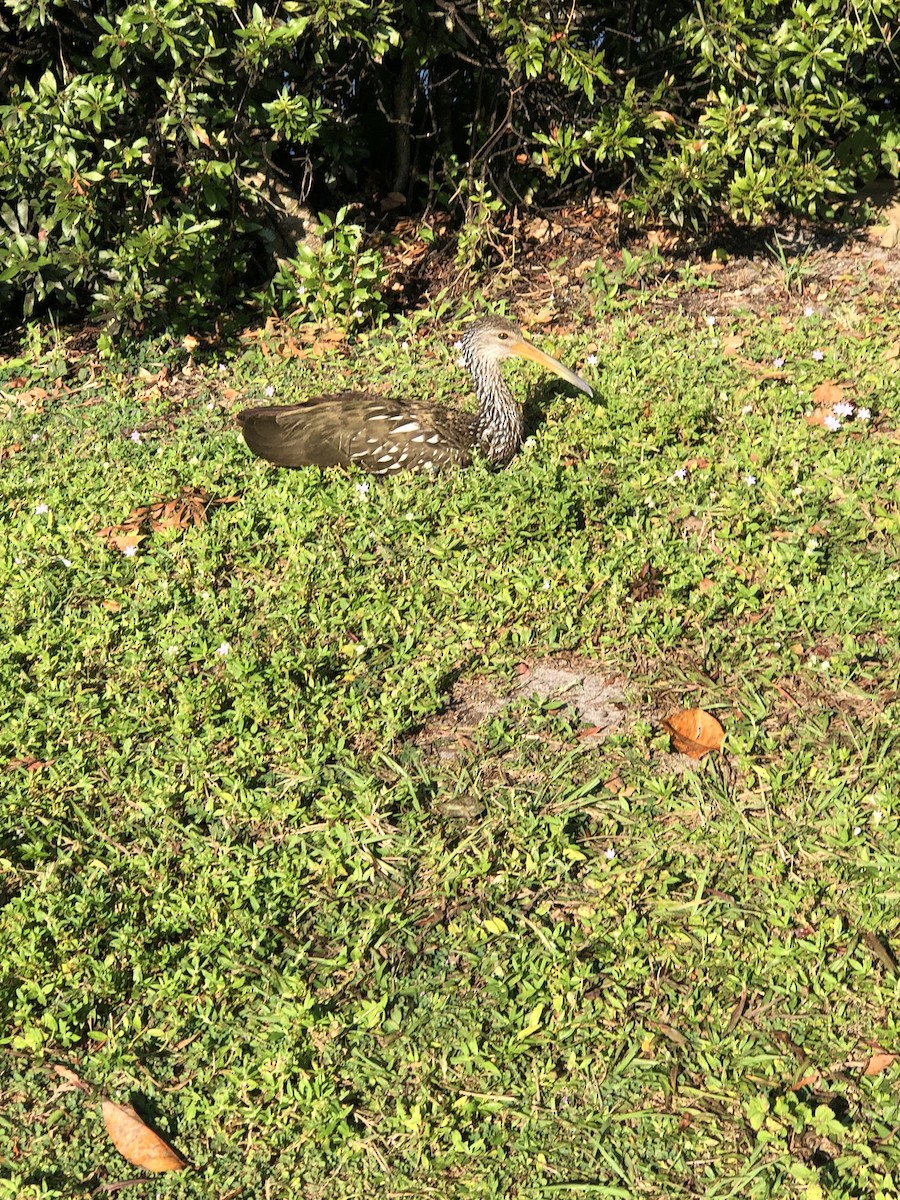 Carrao - ML645444880