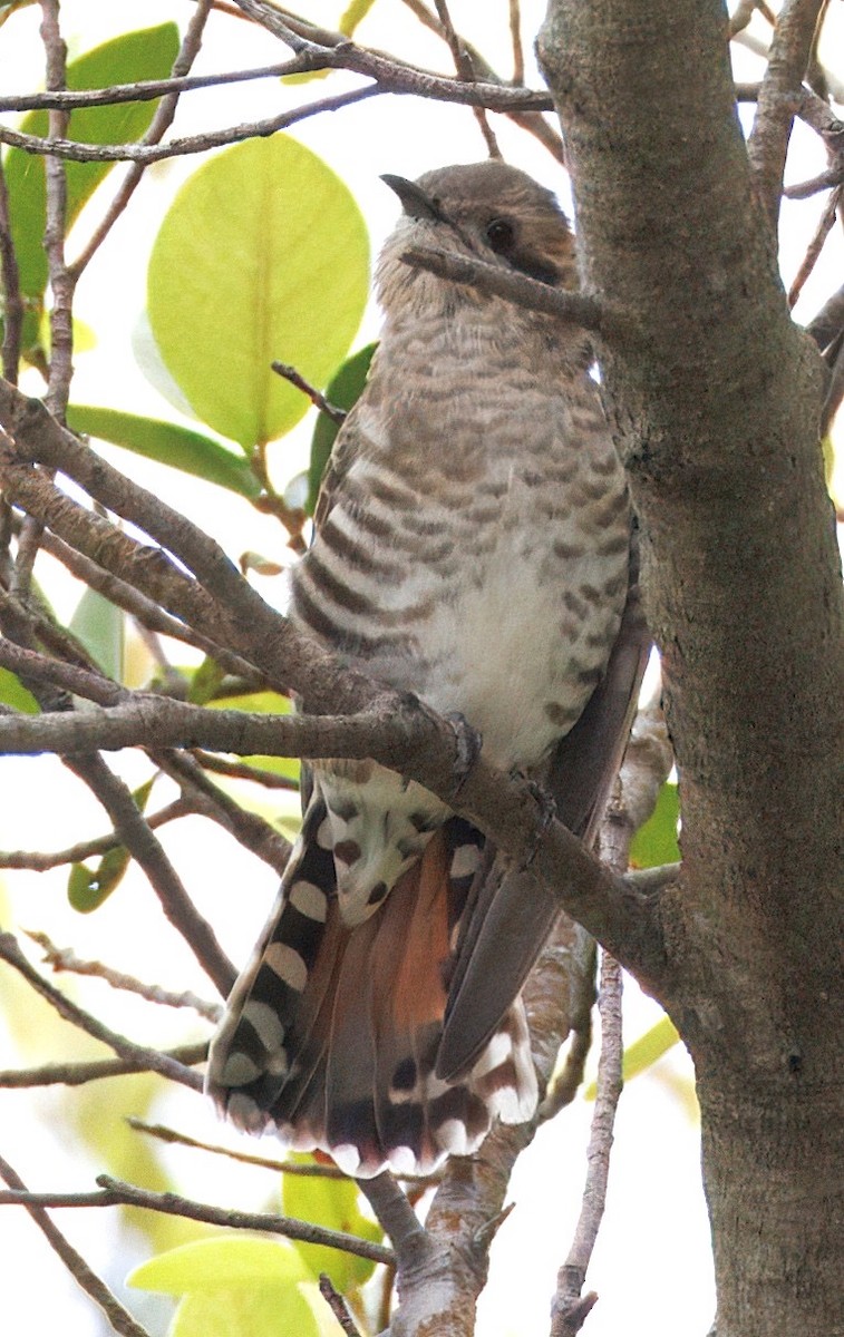 Horsfield's Bronze-Cuckoo - ML645444907