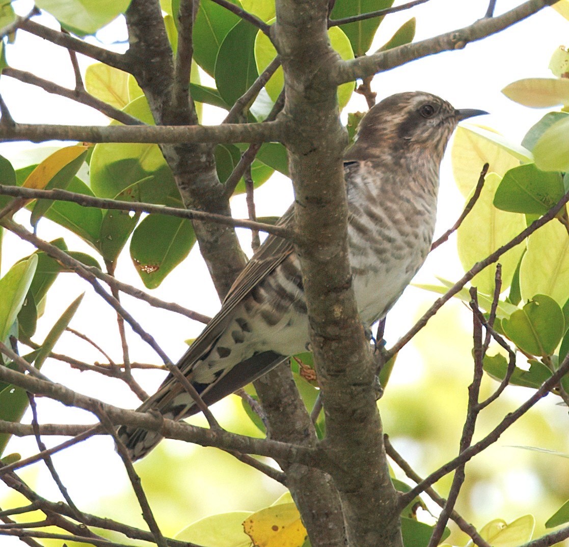 Horsfield's Bronze-Cuckoo - ML645444908