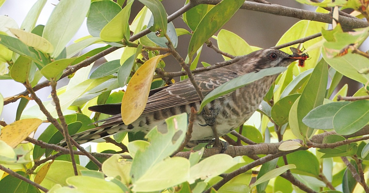 Horsfield's Bronze-Cuckoo - ML645444909
