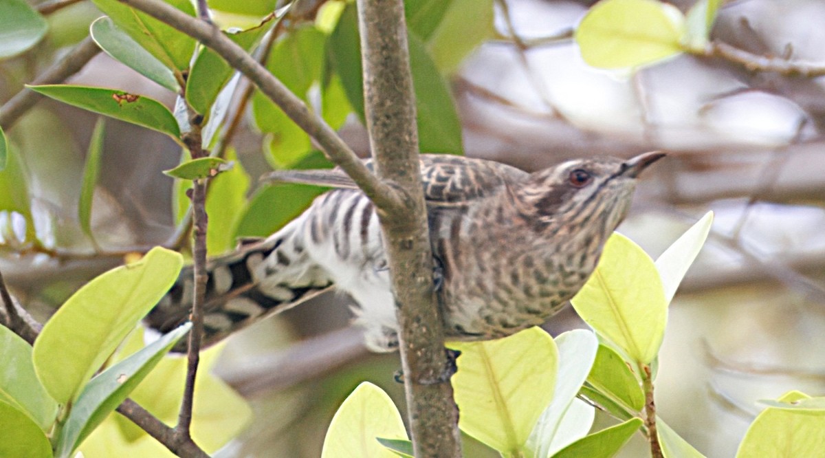Horsfield's Bronze-Cuckoo - ML645444910