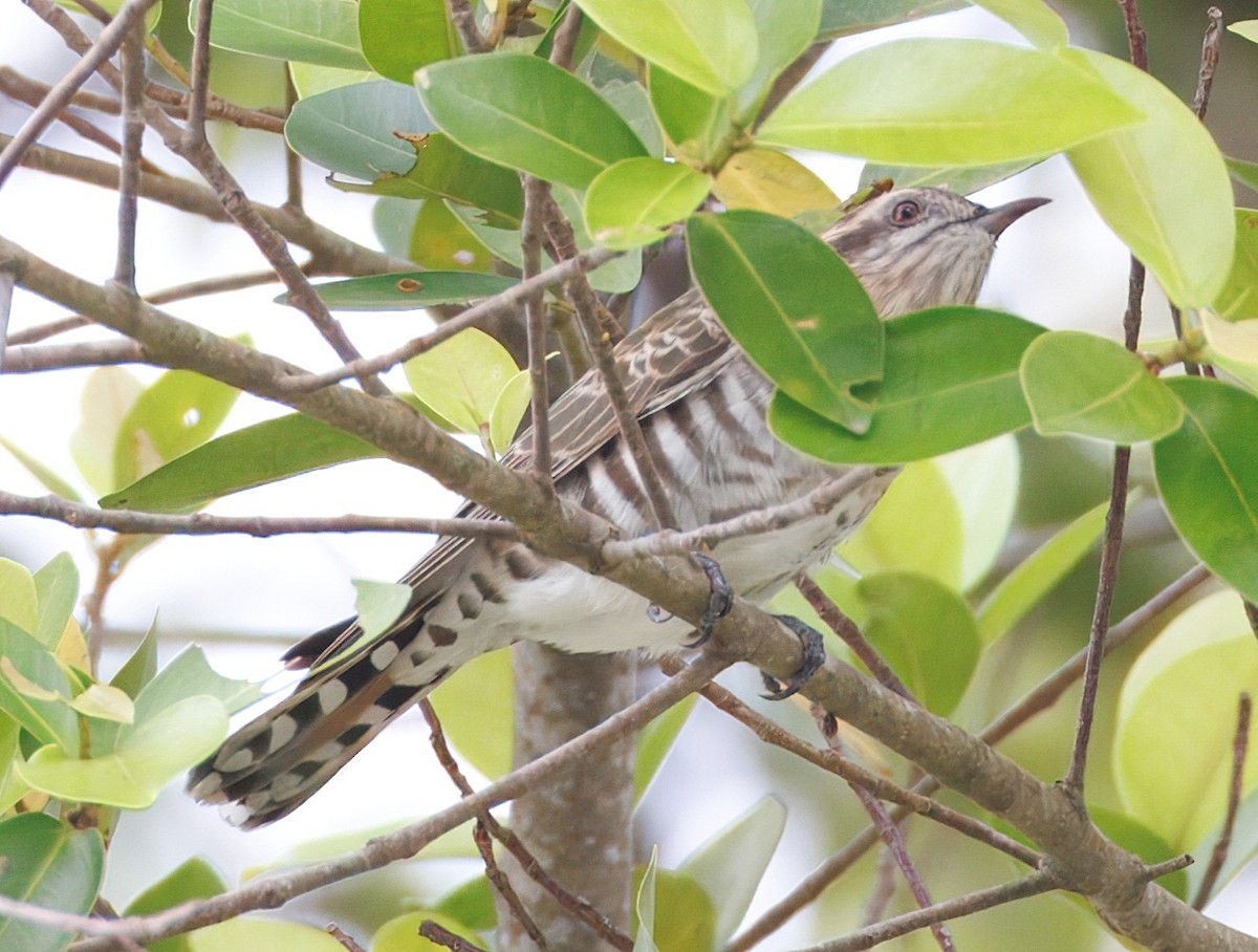 Horsfield's Bronze-Cuckoo - ML645444911