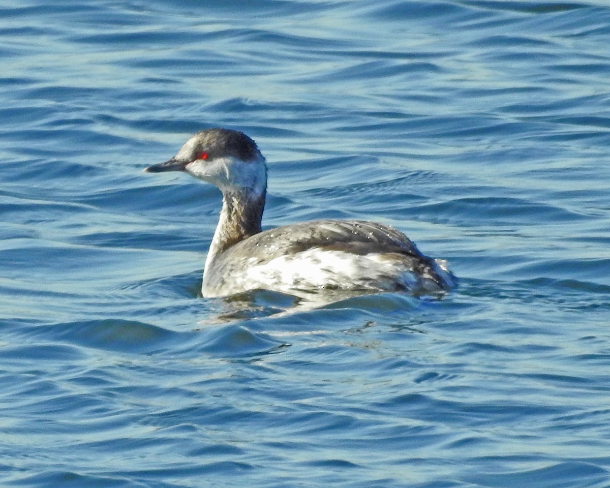 Horned Grebe - ML645444912