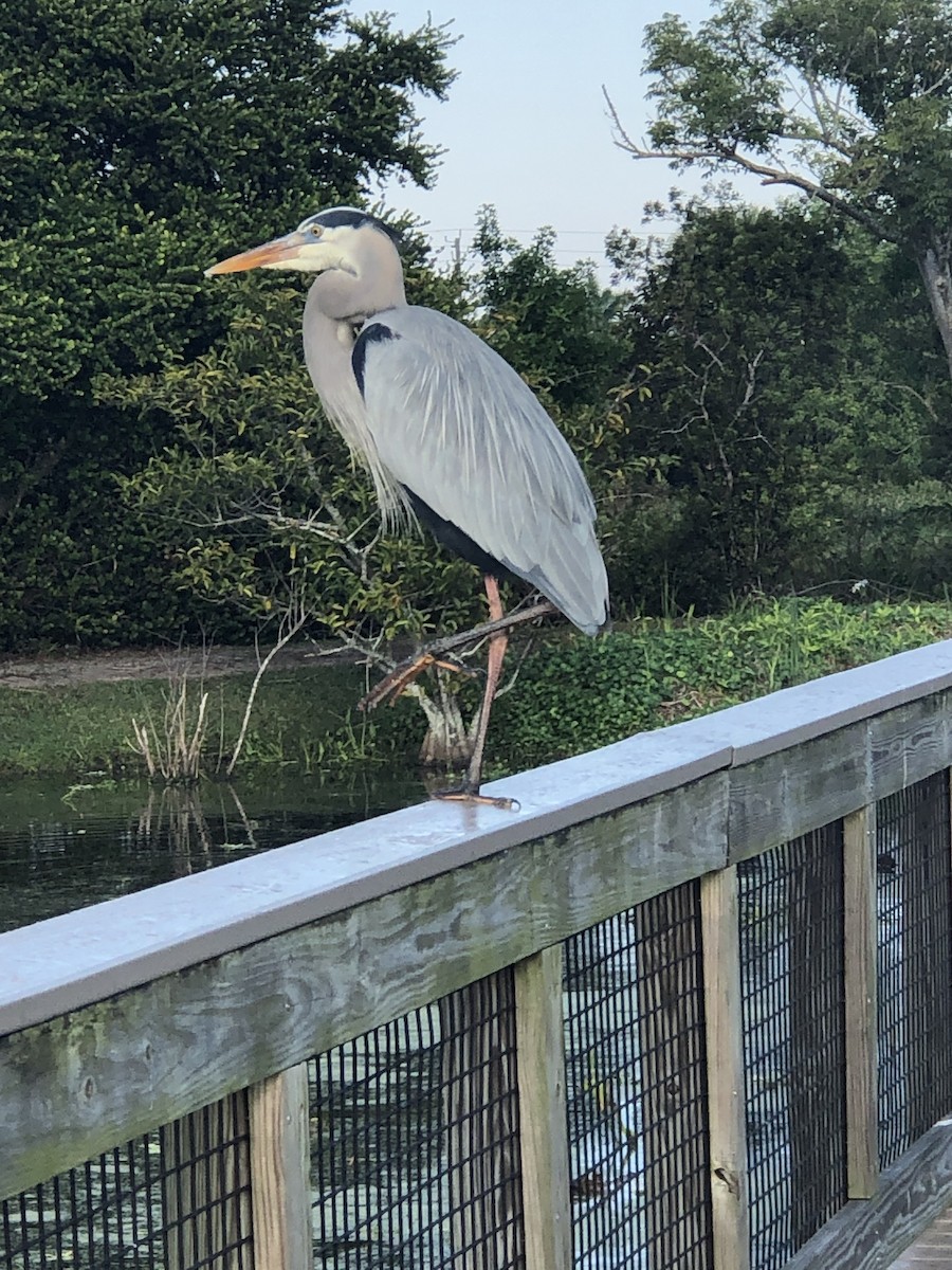 Great Blue Heron - ML645444914