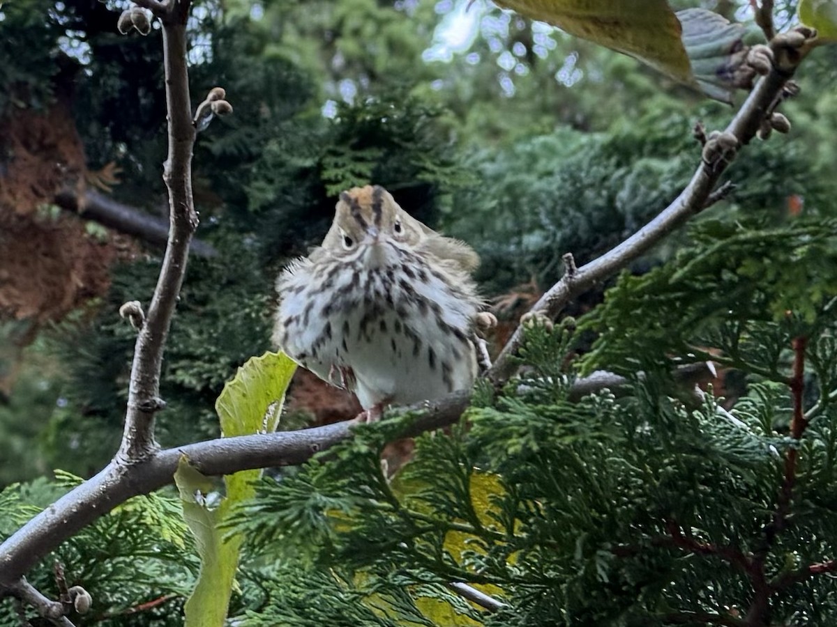 Ovenbird - ML645444924