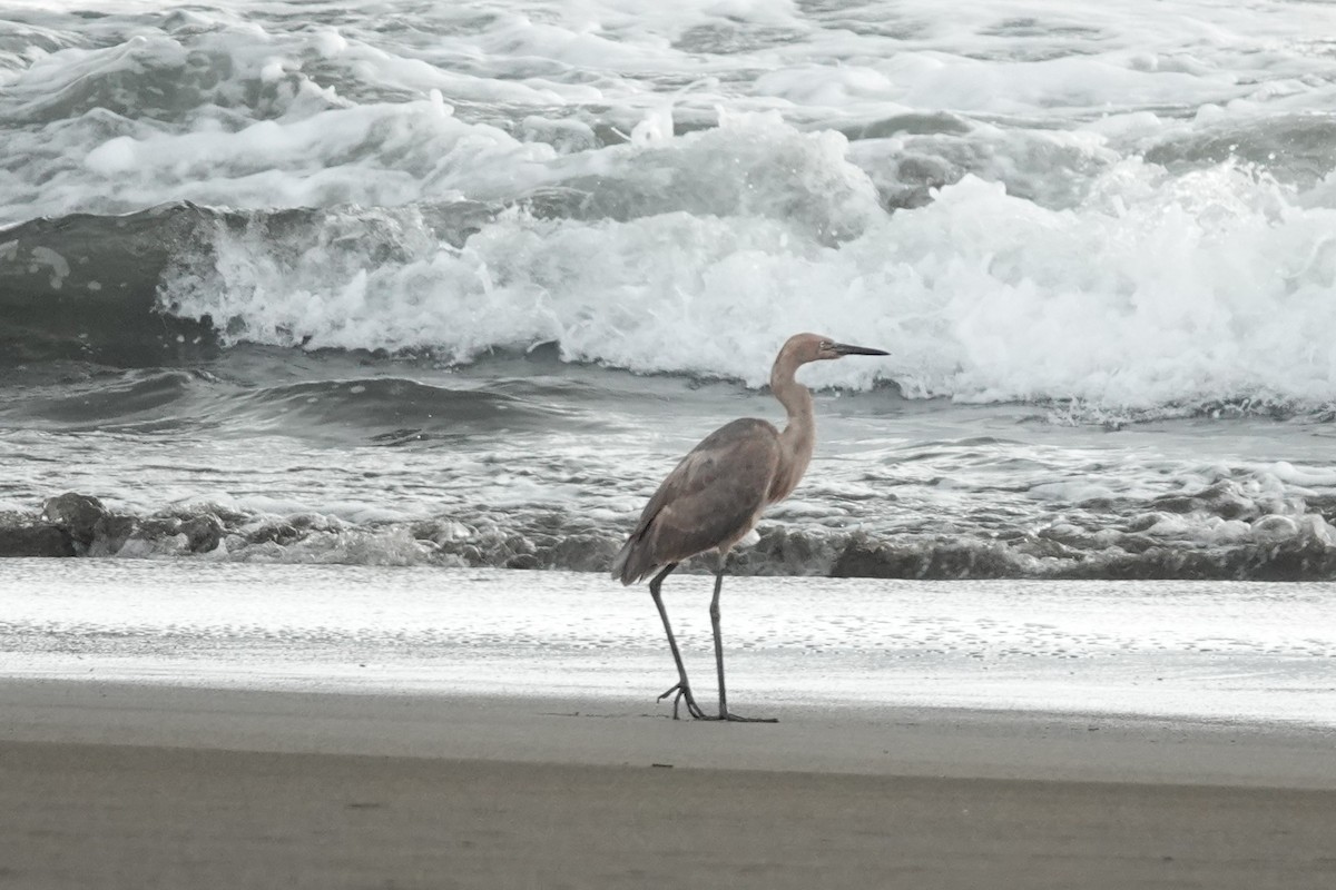 Reddish Egret - ML645444943