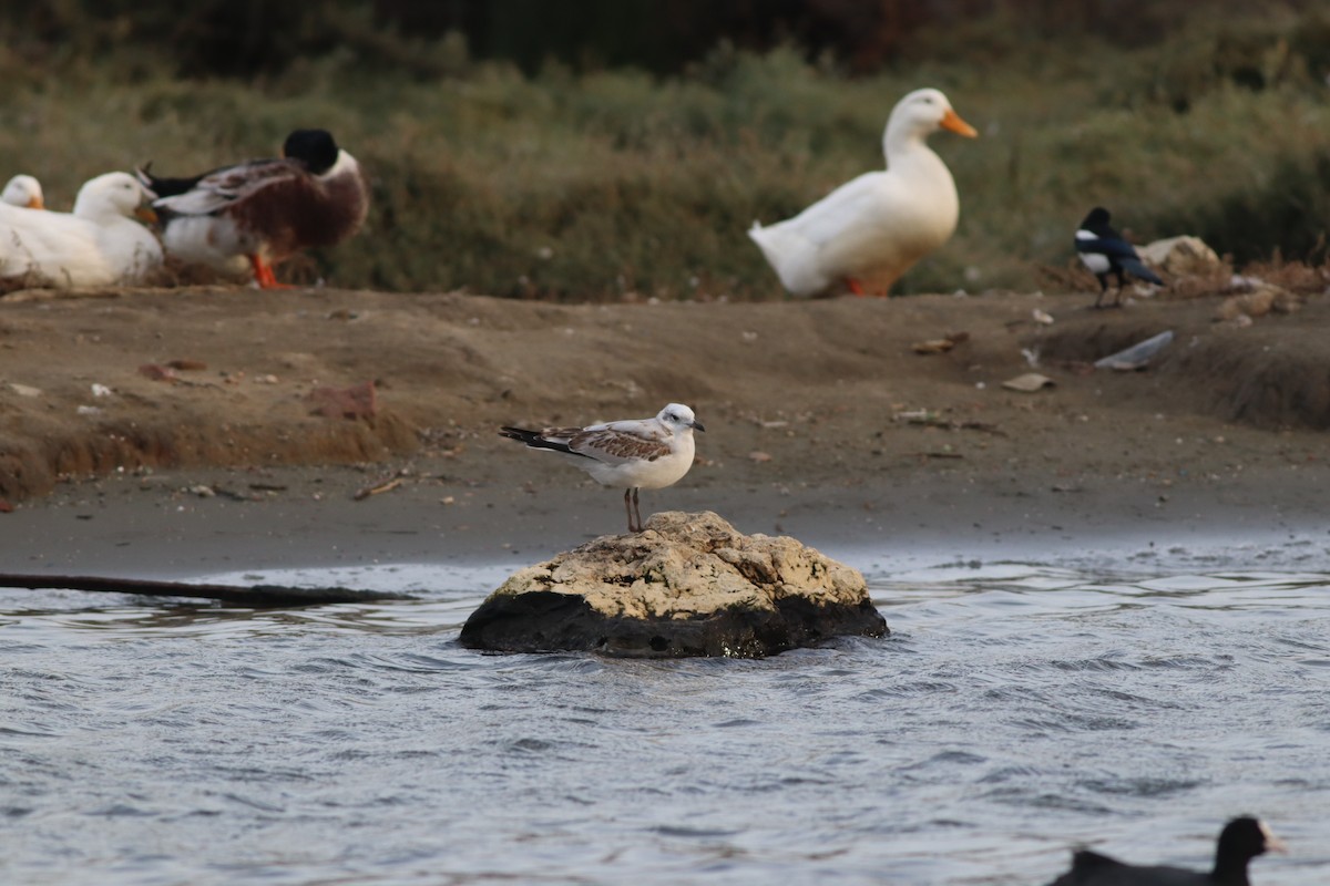 Mediterranean Gull - ML645444948