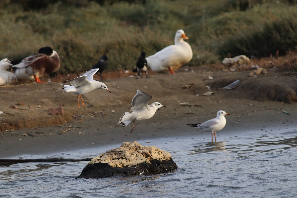 Mediterranean Gull - ML645444949