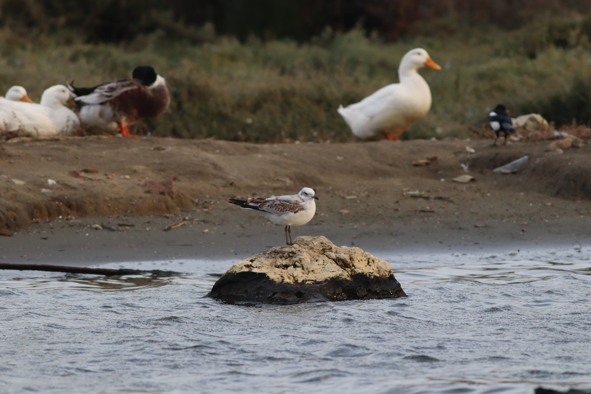 Mediterranean Gull - ML645444950