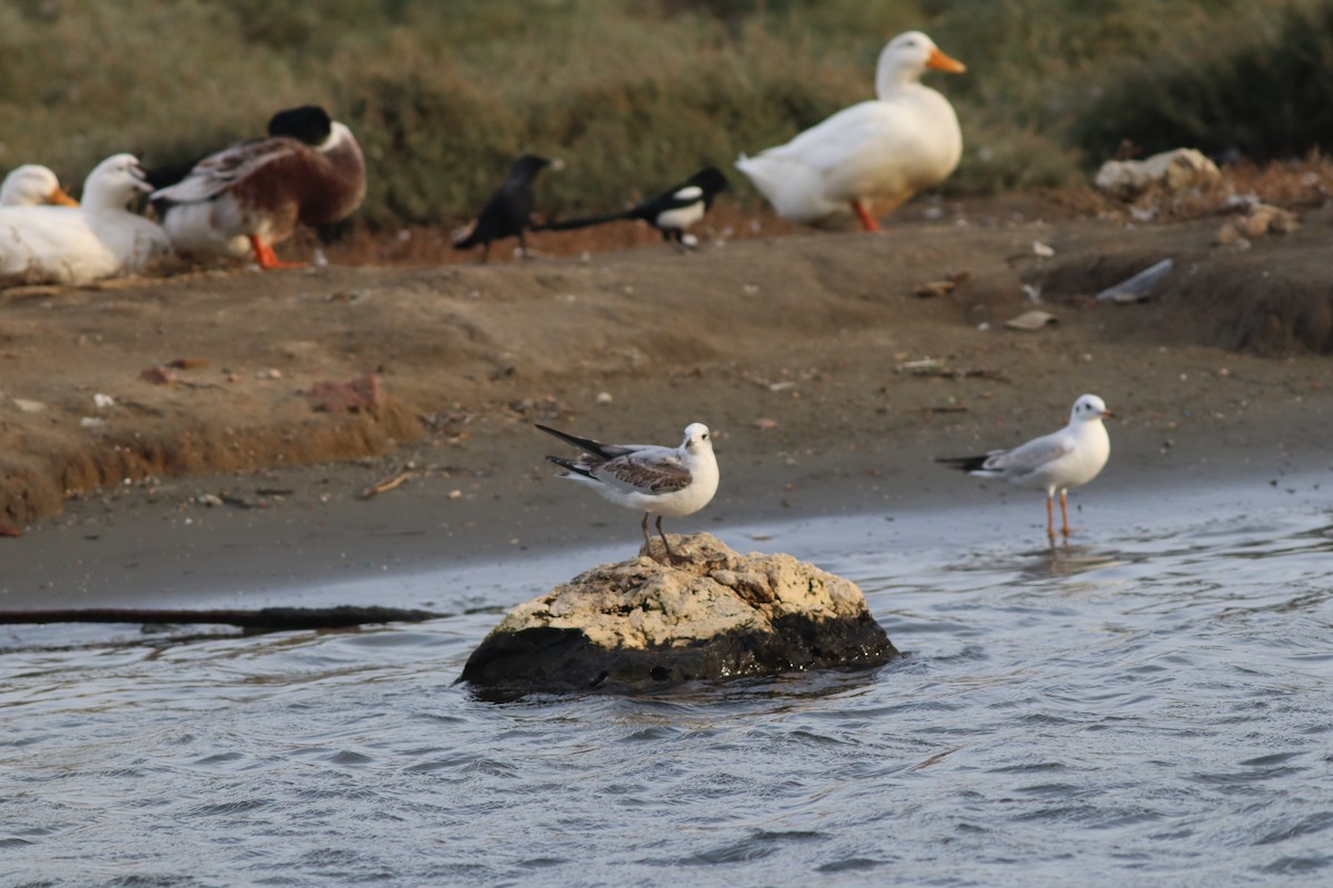 Mediterranean Gull - ML645444952