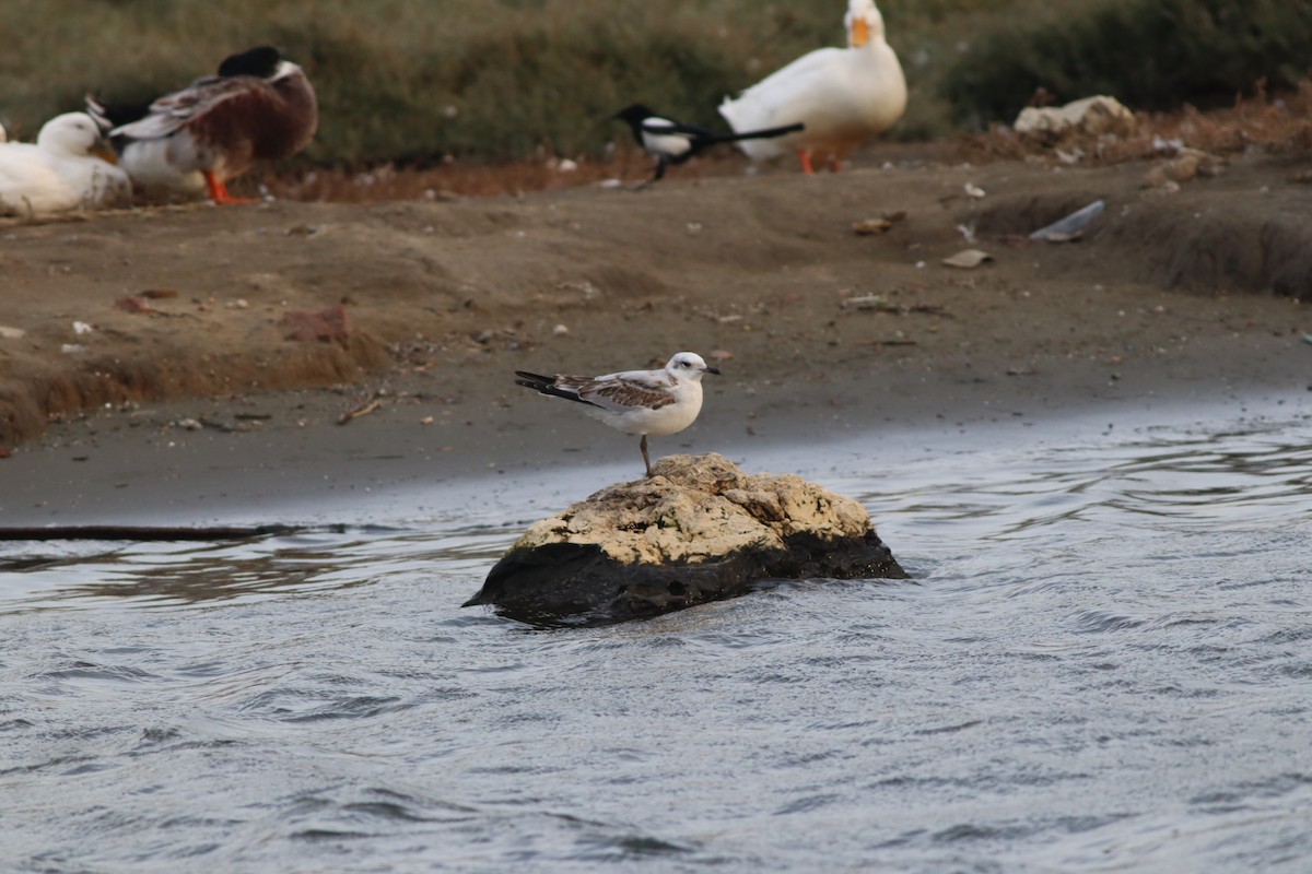 Mediterranean Gull - ML645444955